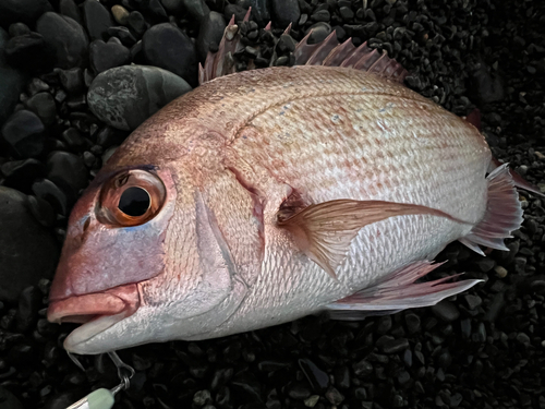 タイの釣果