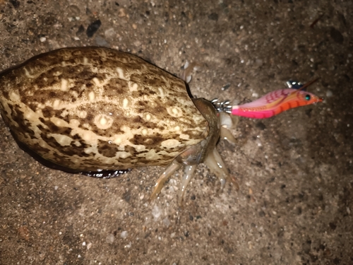 コウイカの釣果