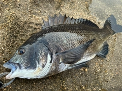 チヌの釣果