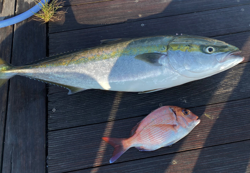 ワラサの釣果