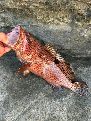 ノミノクチの釣果