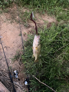 ラージマウスバスの釣果