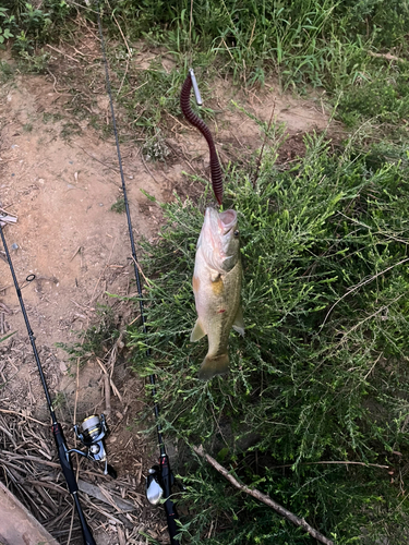 ラージマウスバスの釣果