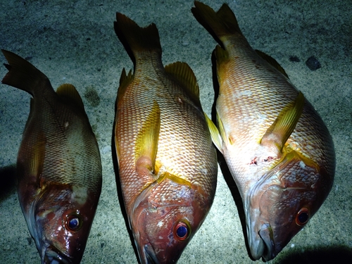 シブダイの釣果