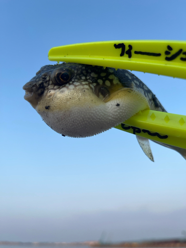 フグの釣果