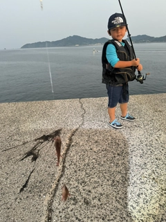 ネンブツダイの釣果