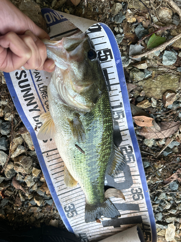 ブラックバスの釣果