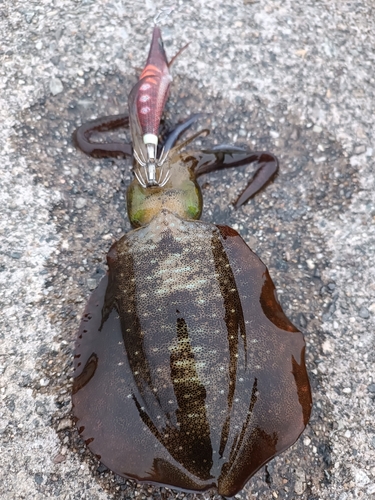 アオリイカの釣果