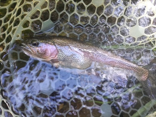 ニジマスの釣果