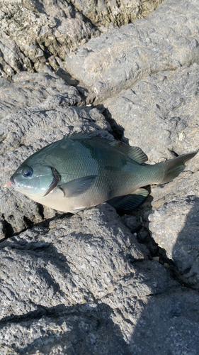 メジナの釣果