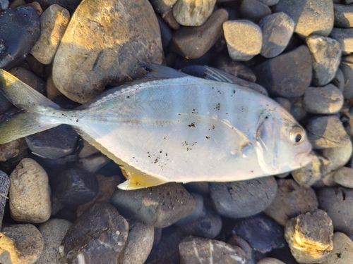 メッキの釣果