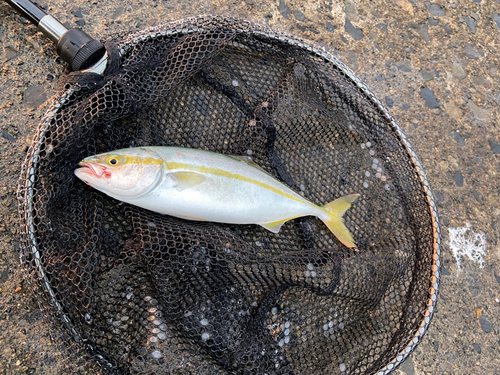 ショッコの釣果