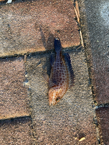 オオモンハタの釣果