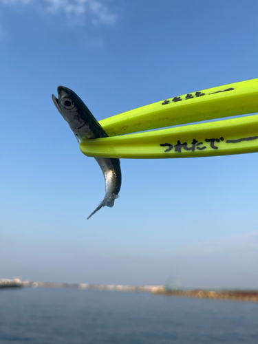 イワシの釣果