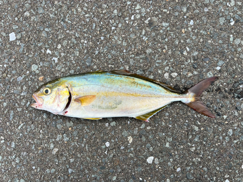 ショゴの釣果