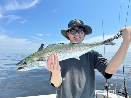 サワラの釣果