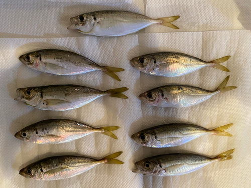 アジの釣果