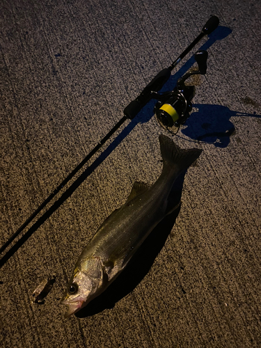 セイゴ（マルスズキ）の釣果