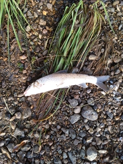 ニゴイの釣果