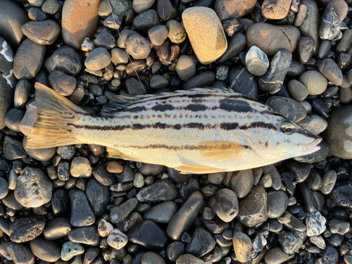 シマイサキの釣果