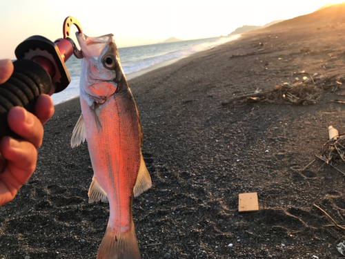 ヒラスズキの釣果