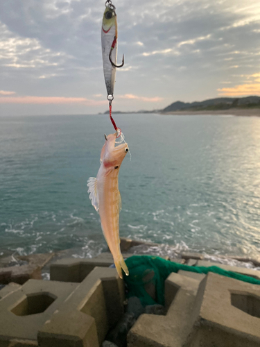 エソの釣果