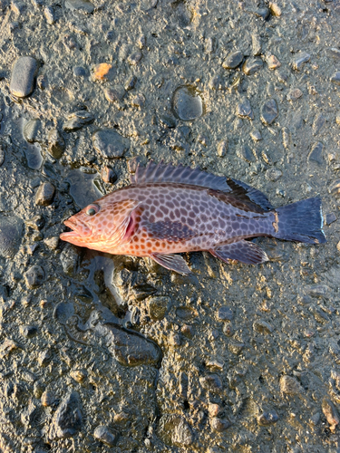 マアジの釣果