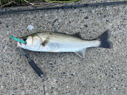 シーバスの釣果