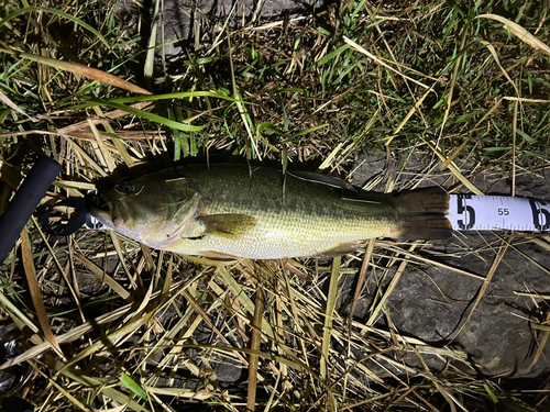 ブラックバスの釣果