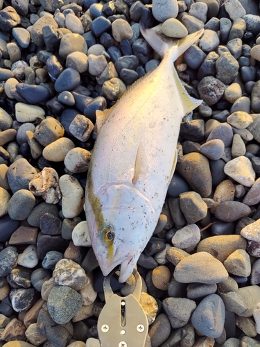 ショゴの釣果