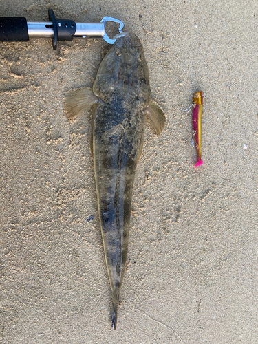 マゴチの釣果