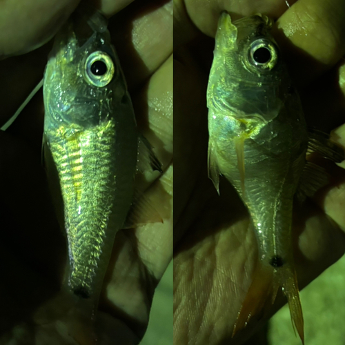 クロホシイシモチの釣果