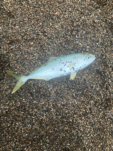 ワカシの釣果