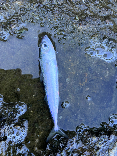 サバの釣果