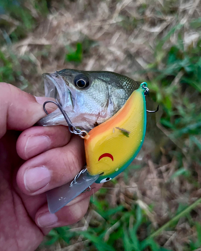 ブラックバスの釣果