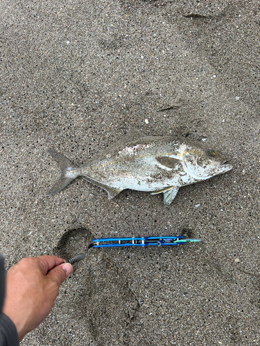 ショゴの釣果