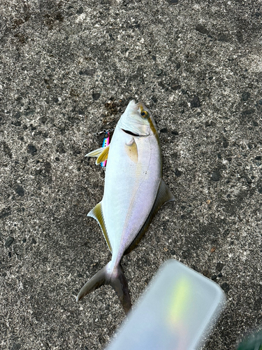 カンパチの釣果