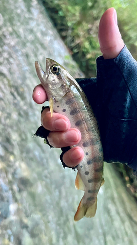 ヤマメの釣果