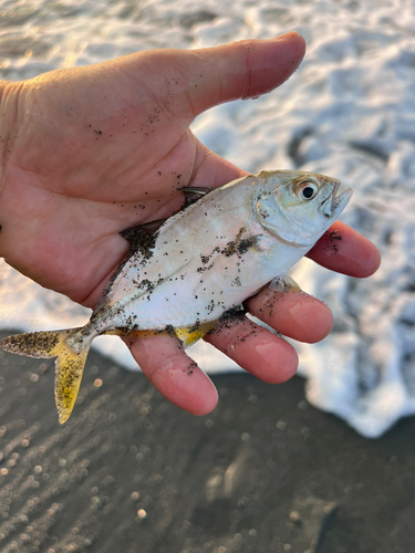 ギンガメアジの釣果