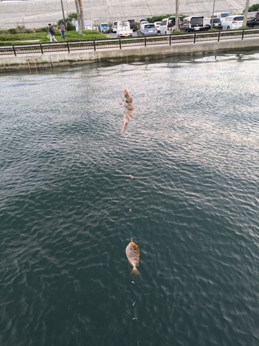 アイゴの釣果