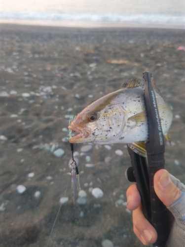 ショゴの釣果