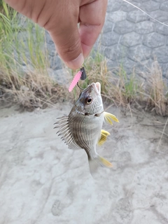 キビレの釣果