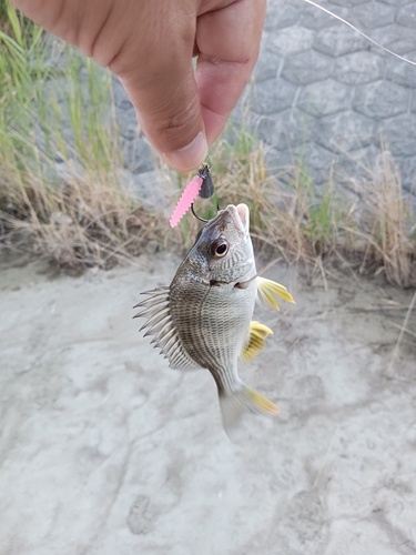 キビレの釣果