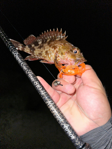 カサゴの釣果