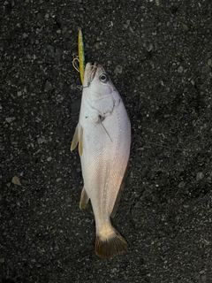 ニベの釣果