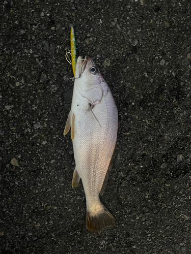 ニベの釣果