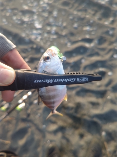 メッキの釣果