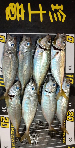 アジの釣果