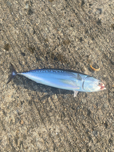 サバの釣果