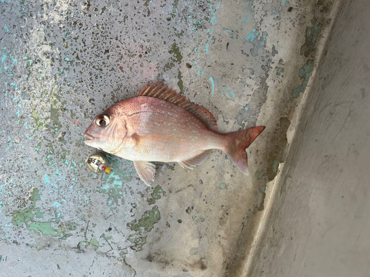 たけしハイさんの釣果 1枚目の画像